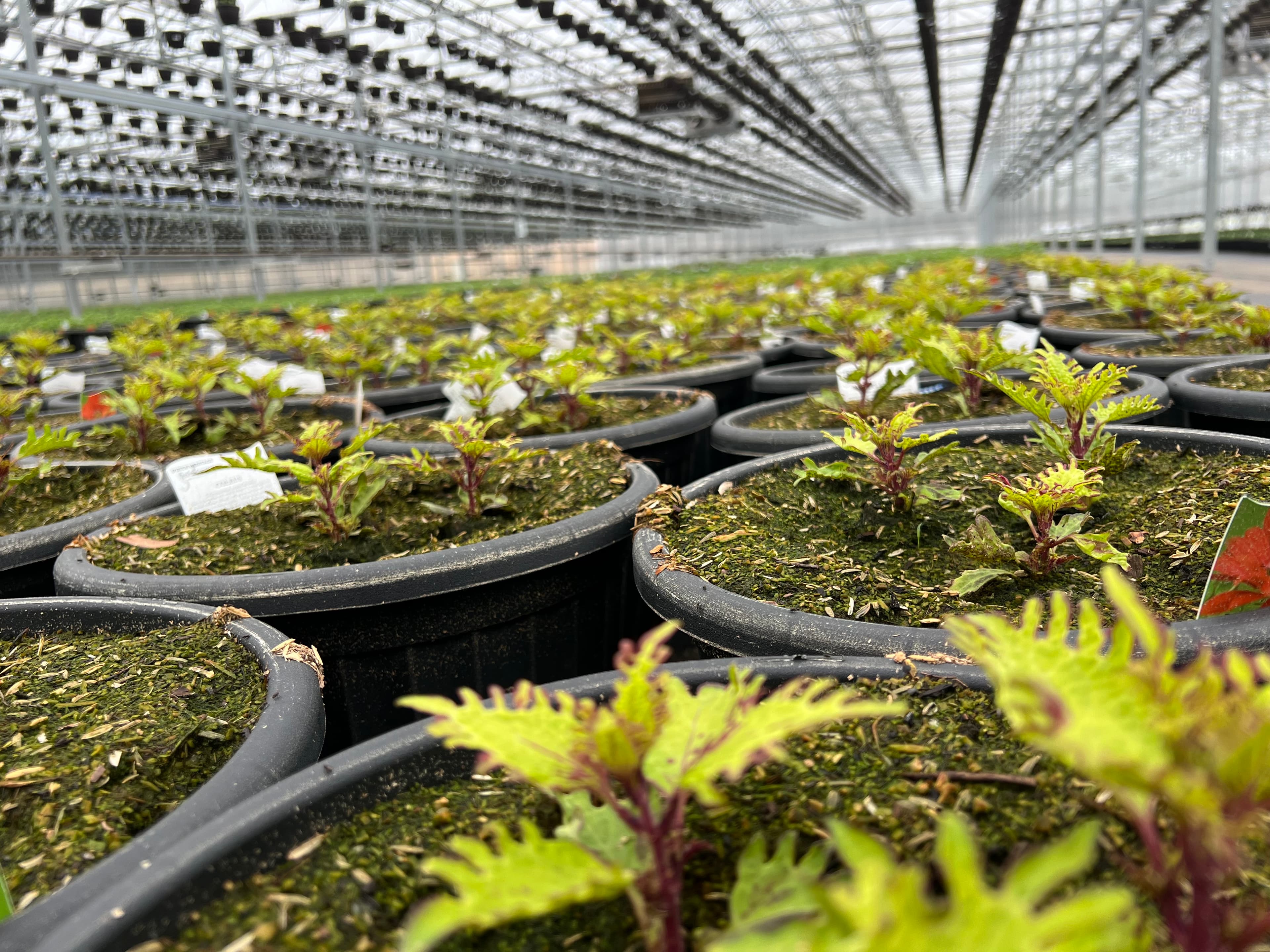 Plants at Local Nusery